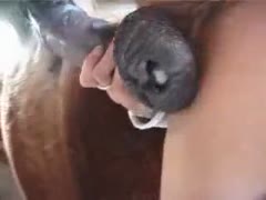 Adorable blond is giving head to her brother's horse